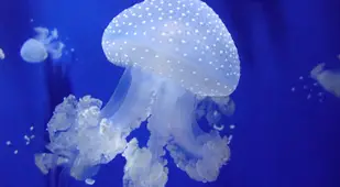 Australian Spotted Jellyfish Facts