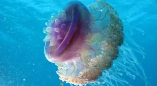 Cauliflower Jellyfish Facts