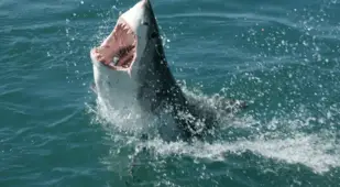 Great White Shark Interesting Facts