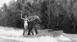 Water Skiing Elephant