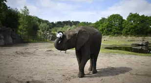 Elephant Trunk Trivia