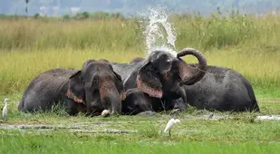 Elephants Sense Of Smell