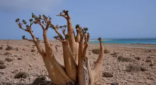 Socotra Bottle Tree