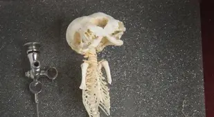 Kitten Skeleton