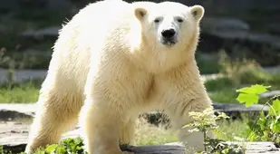 Staring Polar Bear