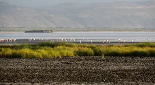 Birds At Lake Natron