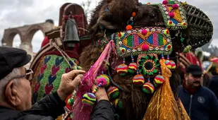 Camel Head