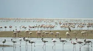 Standing Birds