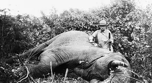 Roosevelt Elephant