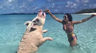 Feeding The Pig