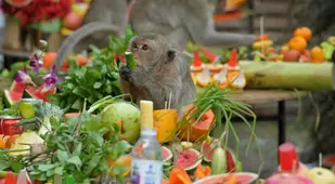 Fruit Monkey Festival