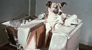 First Animals In Space Canine