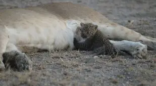 Leopard Baby Lion Mom