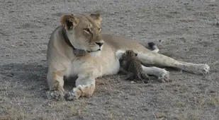 Leopard Cub Nursing Lion