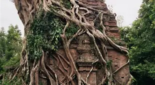 Tree Temple