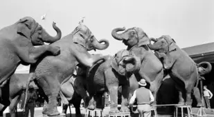 Vintage Circus Elephants