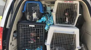 Animal Cruelty Cats