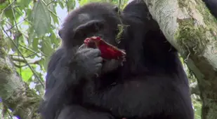 Chimp eating meat