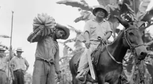 Honduras Harvesting Bananas