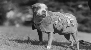 102nd Infantry Stubby the Dog
