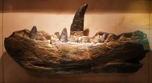 Archaeological Discoveries Megalosaurus dinosaur teeth