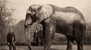 Jumbo Elephant Interesting Words