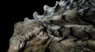 Interesting news Nodosaur dinosaur mummy