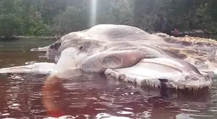 Indonesian sea creature real-life monsters