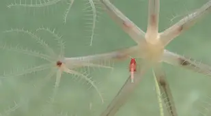 Mysid shrimp hangs on a umbellula sea pen