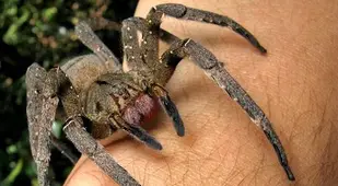 Brazilian Wandering Spider