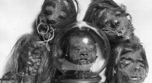 Group Of Shrunken Heads