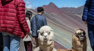 Alpaca Peru Mountain