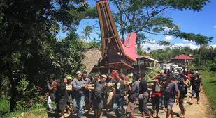Toraja Casket Being Carried During Celebration