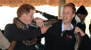 Royal Family Photos Of William And Harry And Snake