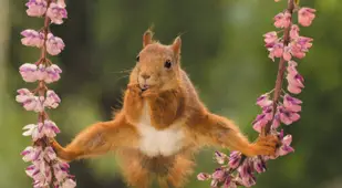 Squirrel Does The Splits