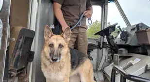 UPS Delivery Man And German Shepherd