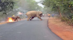 Elephant Calf Firebomb Leg