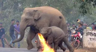 Elephant Firebombed
