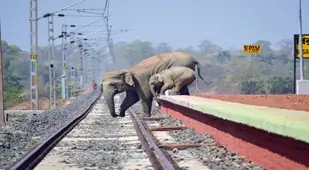 Elephant Railway Crossing