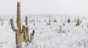 Winter White Skies Cacti