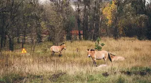 Przewalski's Horses