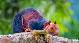 Colored Squirrel Crouched Branch