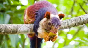 Colorful Squirrel Tail