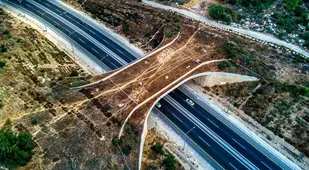 Animal Bridge In Israel