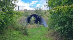 Animal Bridges Germany