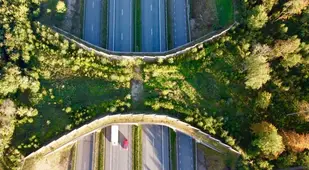 Estonia Wildlife Crossing