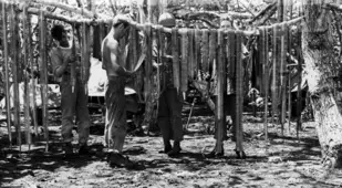 Marines Drying Machine Gun Ammo At Guadalcanal