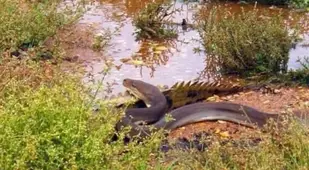 Huge Snake Nears Johnstone Crocodile