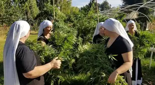Nuns In Habits Farm Weed