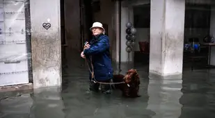 Dog In Venice Flood